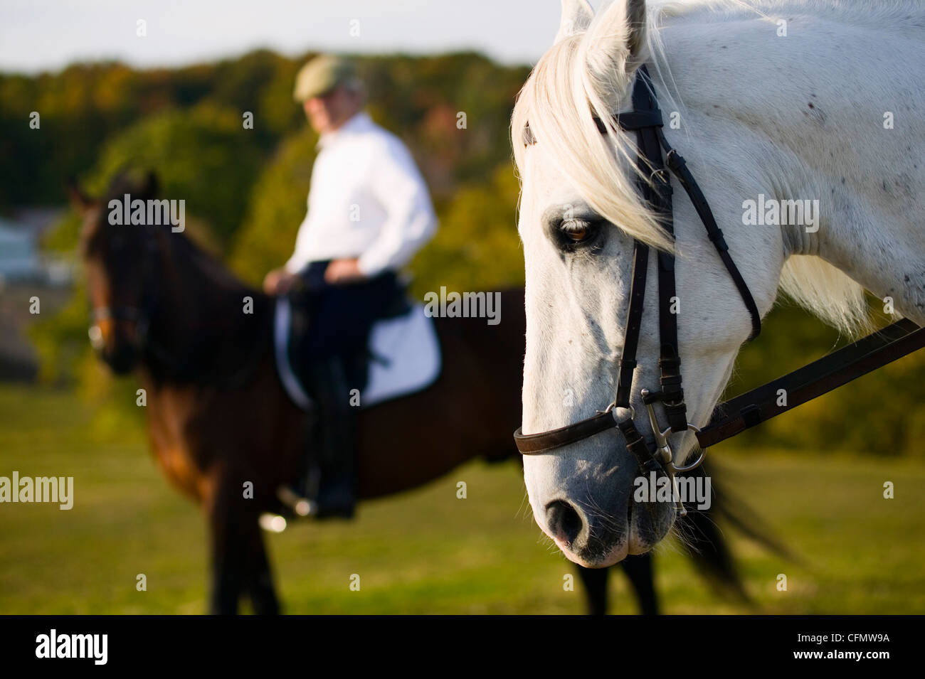 Horses on Farm, Man on Horseback Stock Photo - Alamy