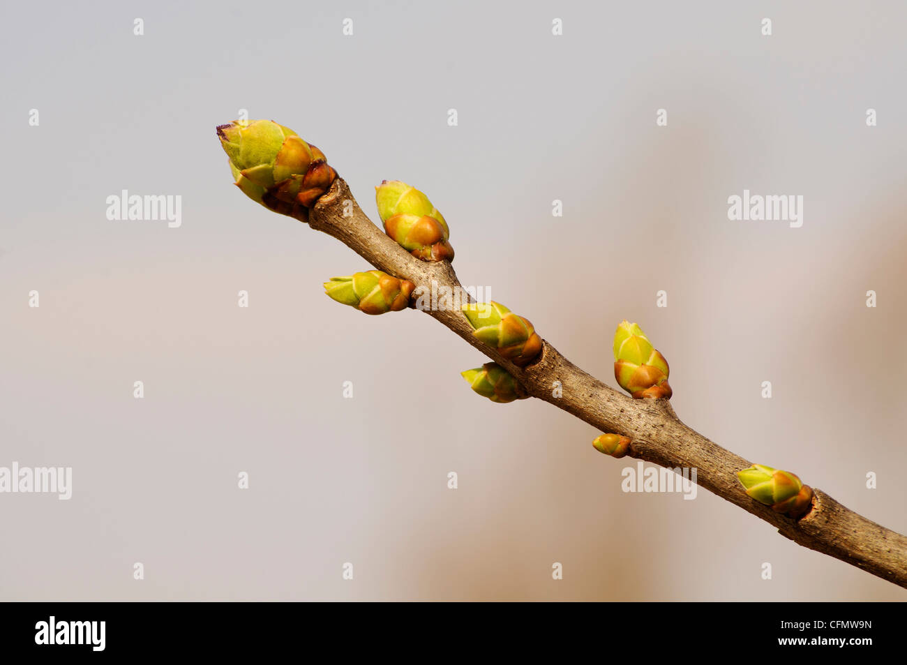 The beginning of spring hi-res stock photography and images - Alamy