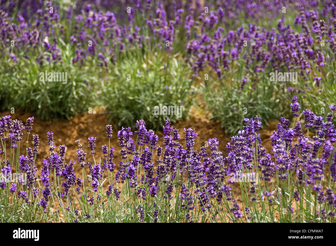 Horizontal wide angle view of a field full of flowering English Lavender, Lavandula angustifolia, in the sunshine. Stock Photo
