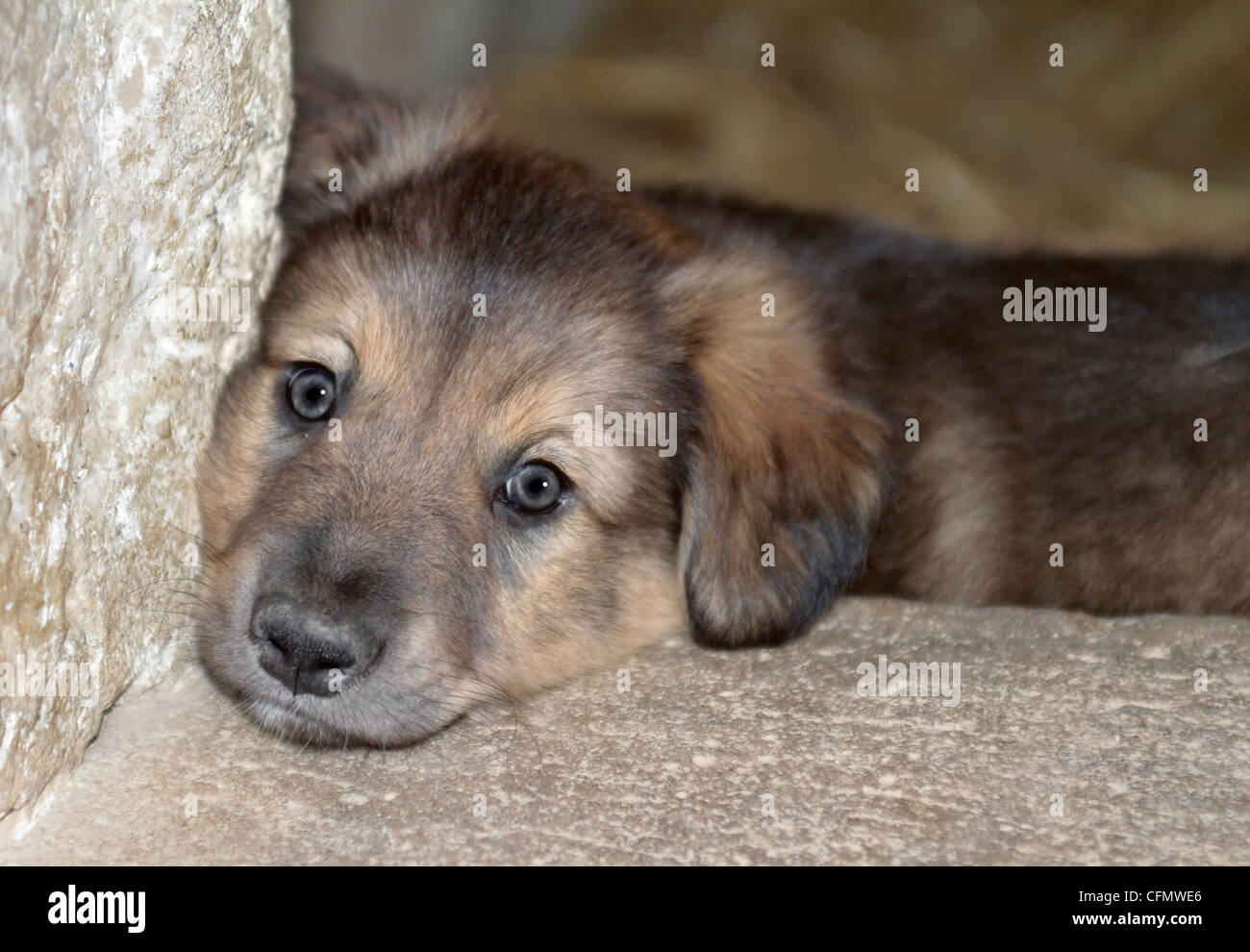 young dog resting on the ground with head on stony corner Stock Photo