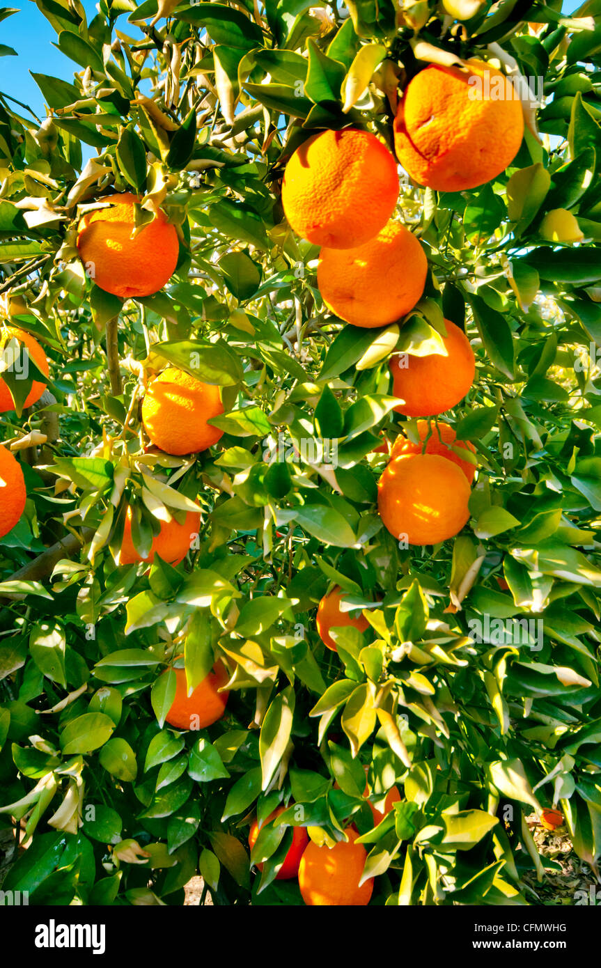 Oranges growing on a tree hires stock photography and images Alamy