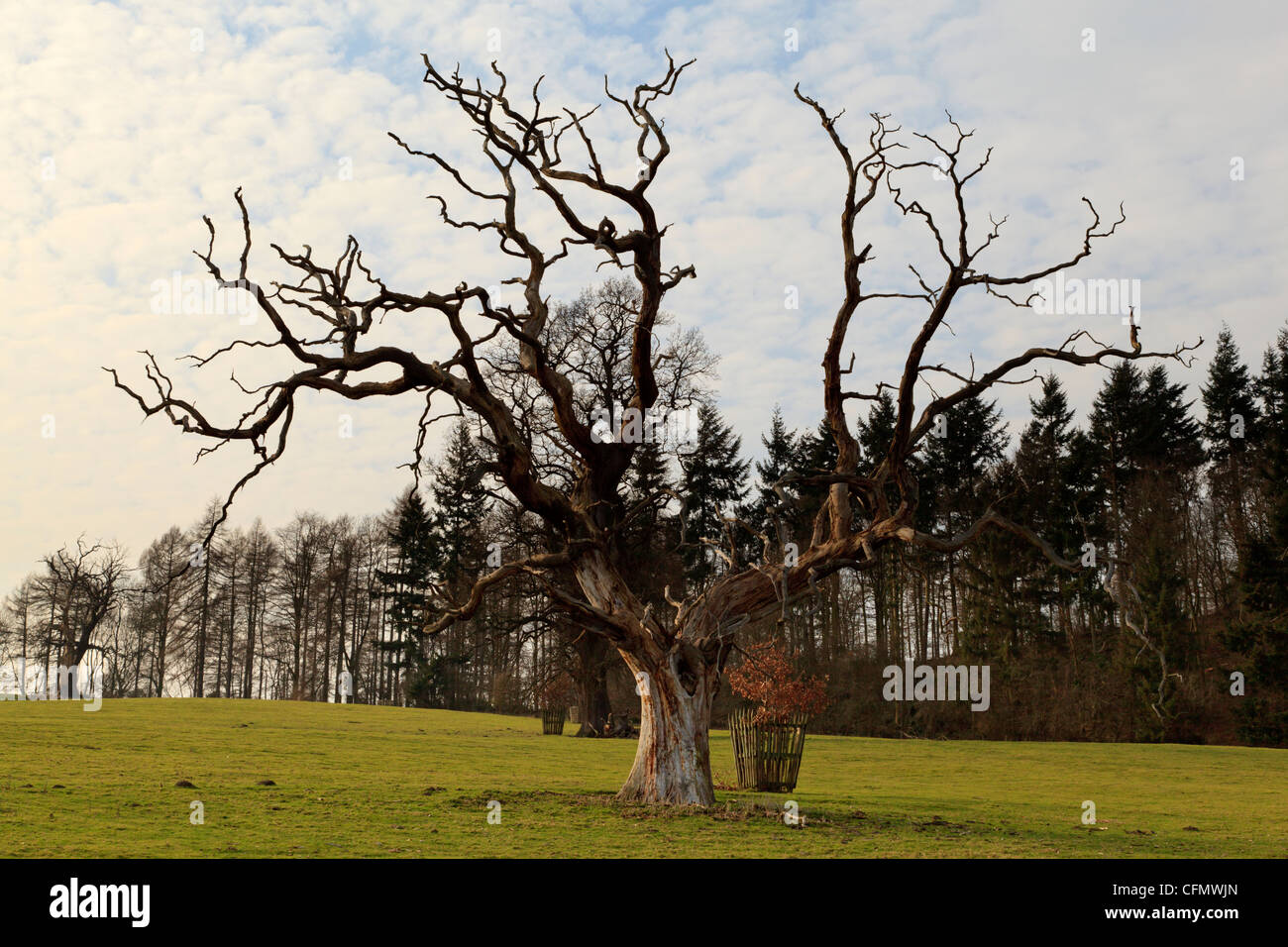 A Dead Oak Tree Stock Photo Alamy