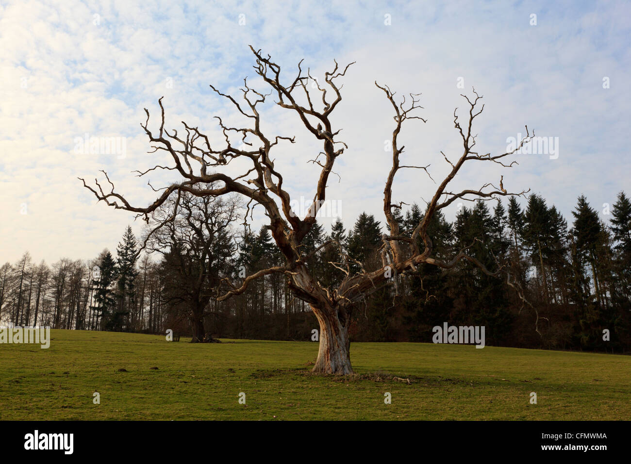 A Dead Oak Tree Stock Photo Alamy