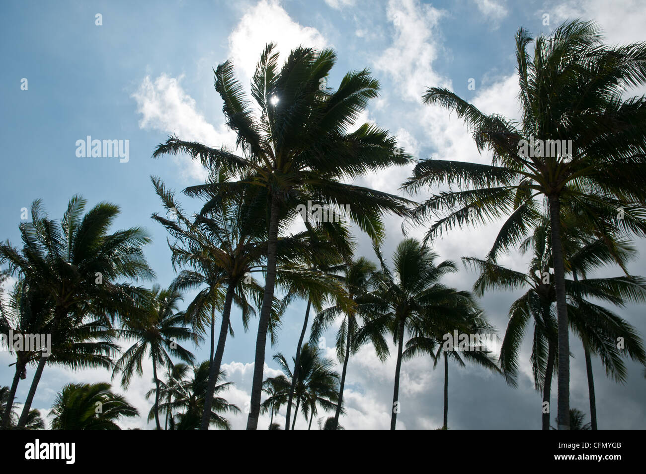 Hawaii Oahu Palm Trees High Resolution Stock Photography and Images - Alamy