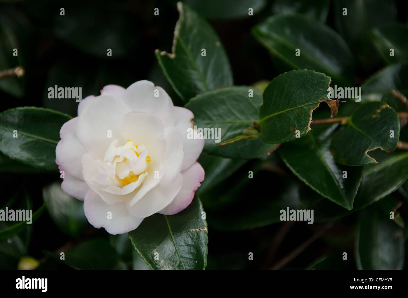 White flower of Japanese Camellia, Camellia japonica, on the plant Stock Photo