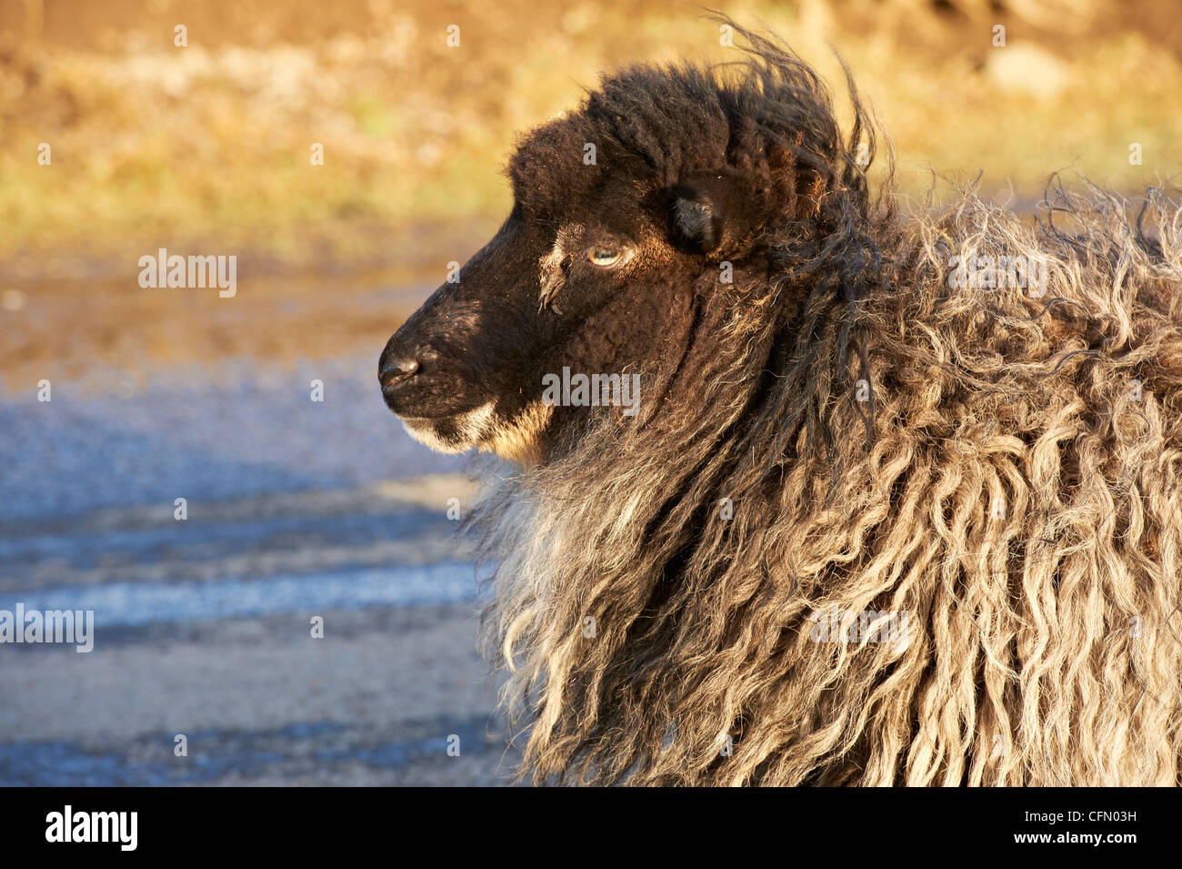 Profile of sheep Stock Photo Alamy