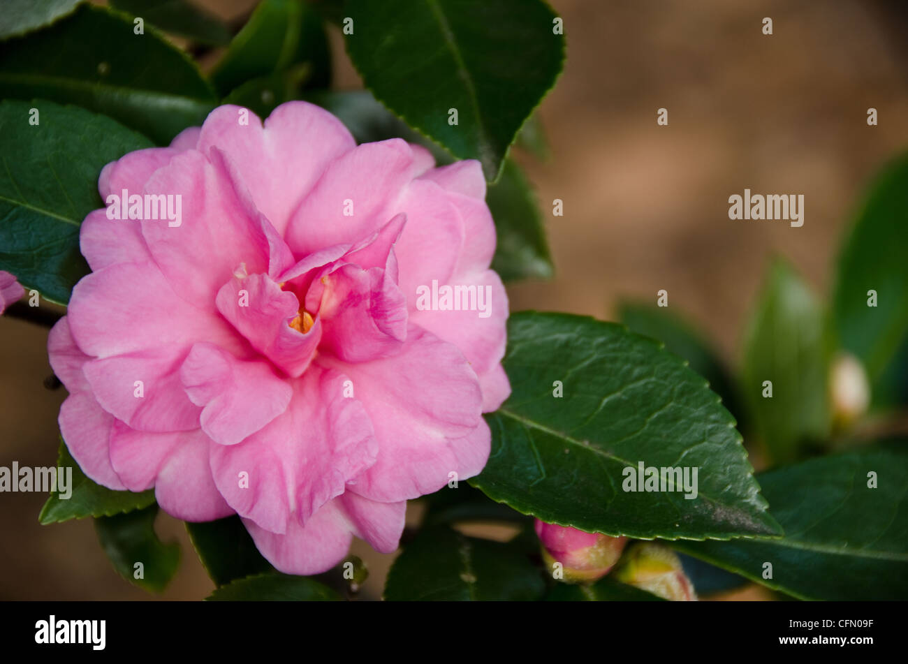 Pink flower of Japanese Camellia, Camellia japonica in sunlight Stock Photo
