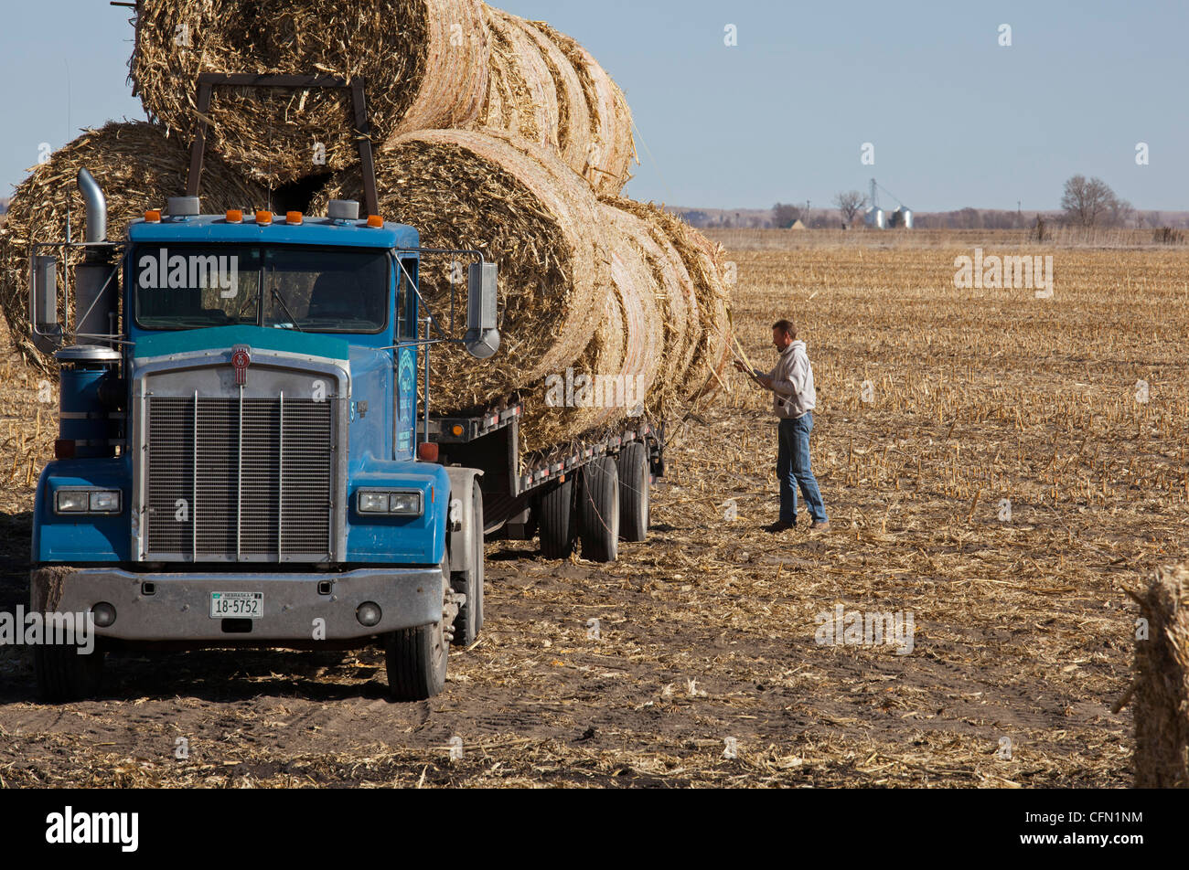 Lexington, Nebraska A worker loads bales of hay on a truck in a farm