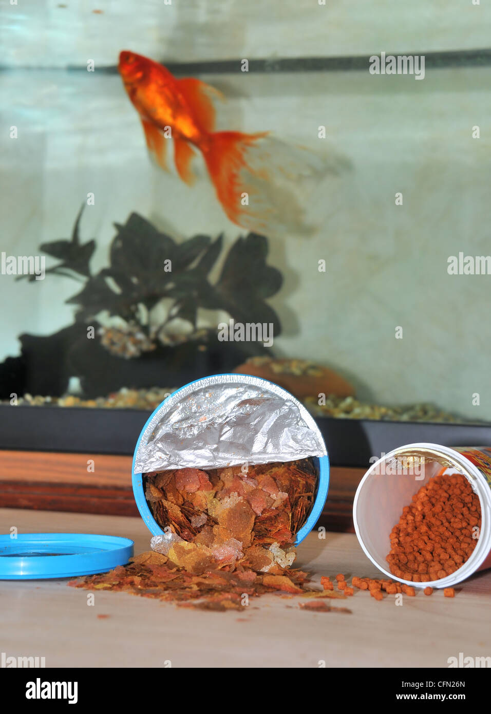 Gold fish food of  flakes and sticks in the foreground, with a goldfish in an aquarium  feeding on flakes in the background. Stock Photo