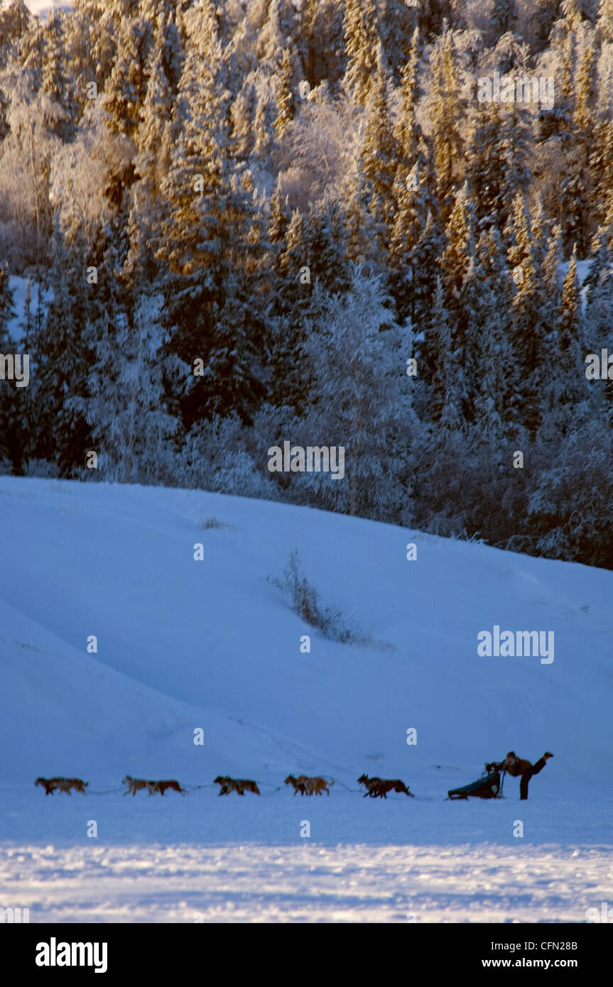 Dog Sled Race, Back Bay, Yellowknife, Northwest Territories Stock Photo