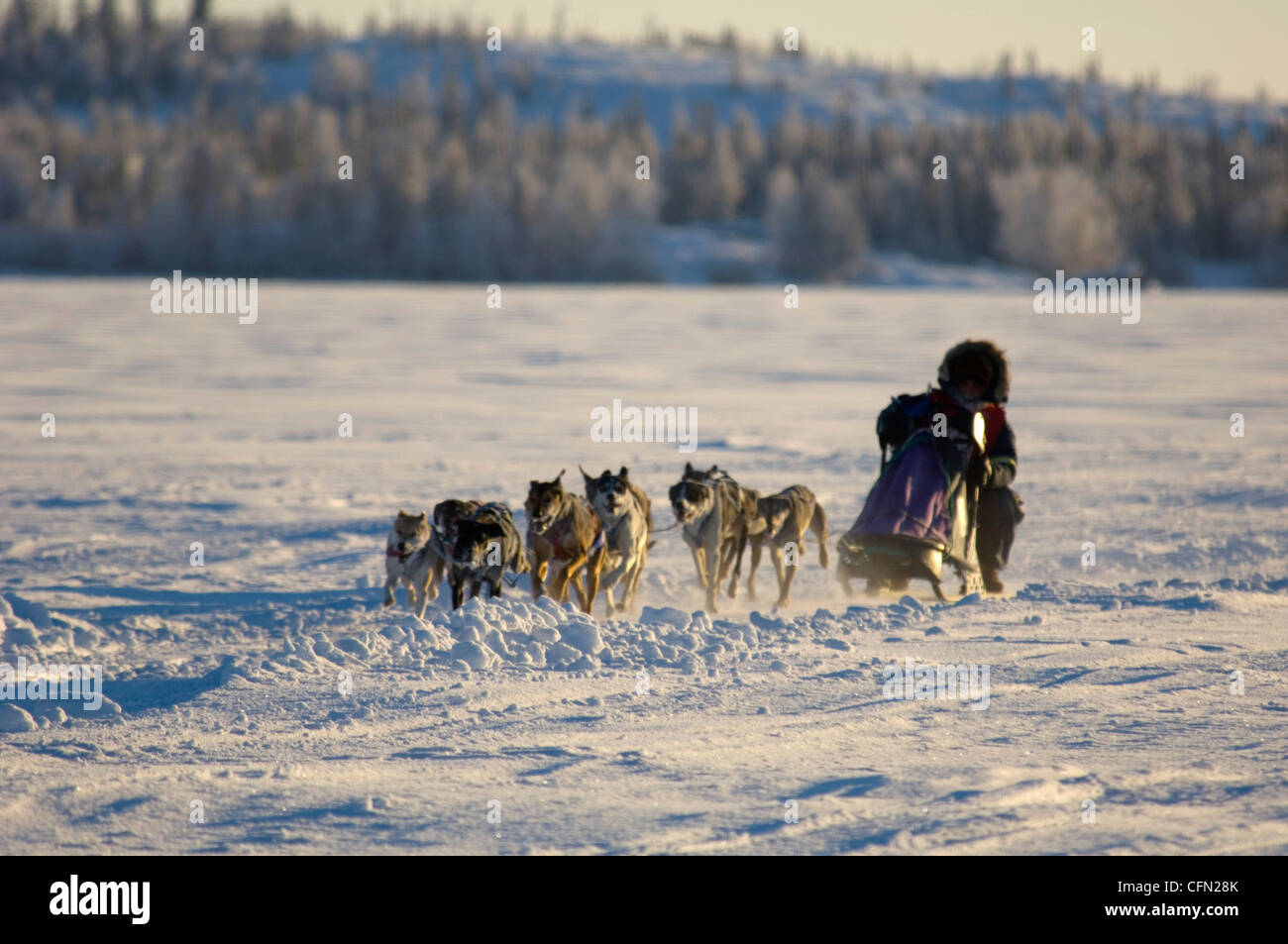 Dog Sled Race, Back Bay, Yellowknife, Northwest Territories Stock Photo
