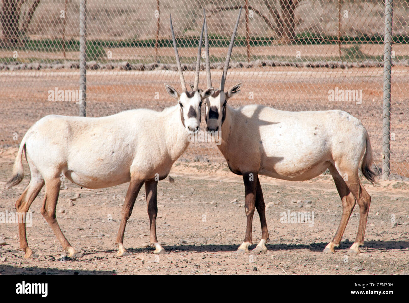 Two rare Arabian Oryx on the Shaumari Wildlife Reserve on the outskirts of Azraq Oasis in the Eastern Desert of the Hashemite Kingdom of Jordan. Stock Photo