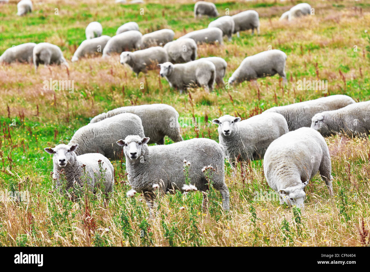 Flock of sheeps on the meadow Stock Photo - Alamy