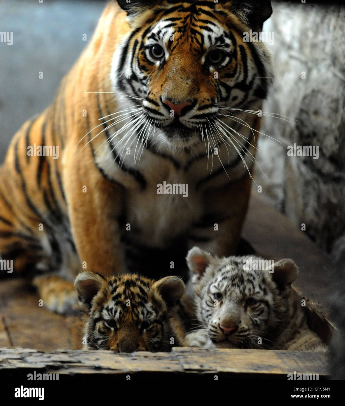 Twin Tigers Reach Their Century Twin Bengal Tiger cubs have reached a ...