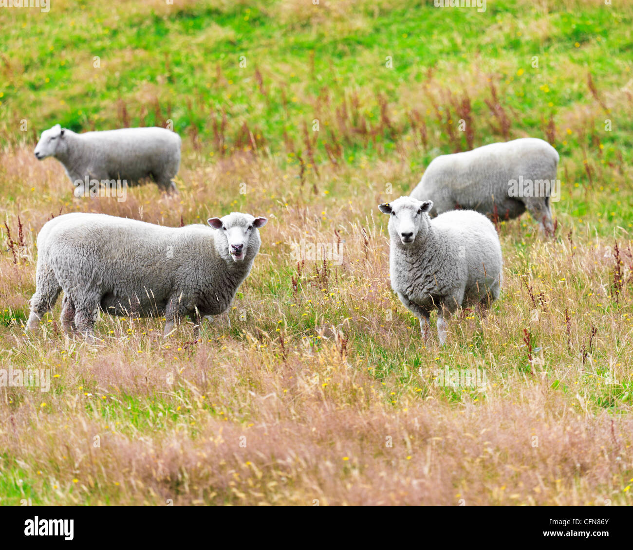 Flock of sheeps on the meadow Stock Photo - Alamy