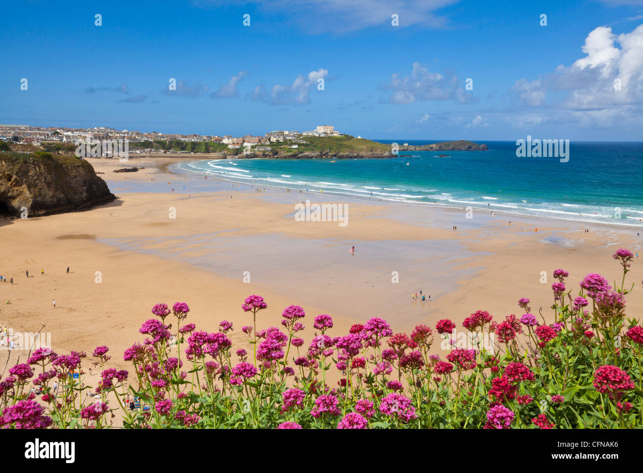 Newquay Beach with valerian in foreground, Cornwall, England, United Kingdom, Europe Stock Photo