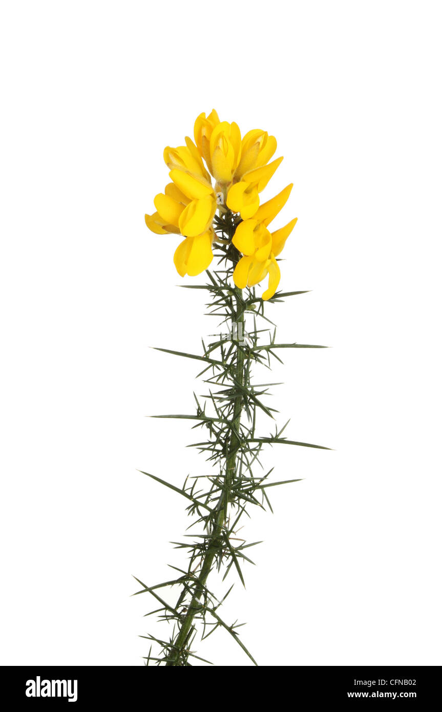 Yellow gorse flowers on a thorny stem isolated against white Stock Photo