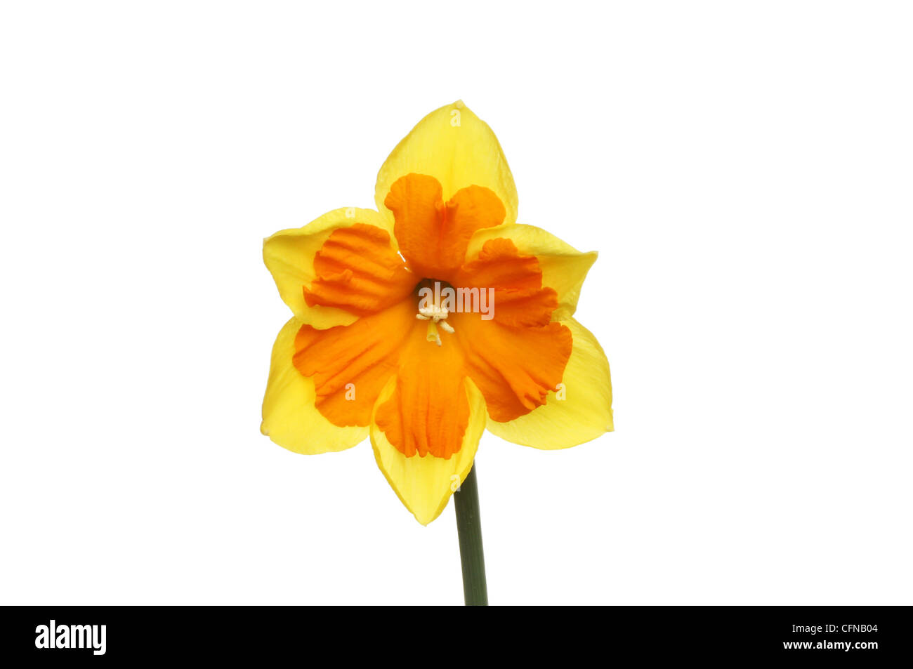 Yellow daffodil flower with a deep orange center isolated against white