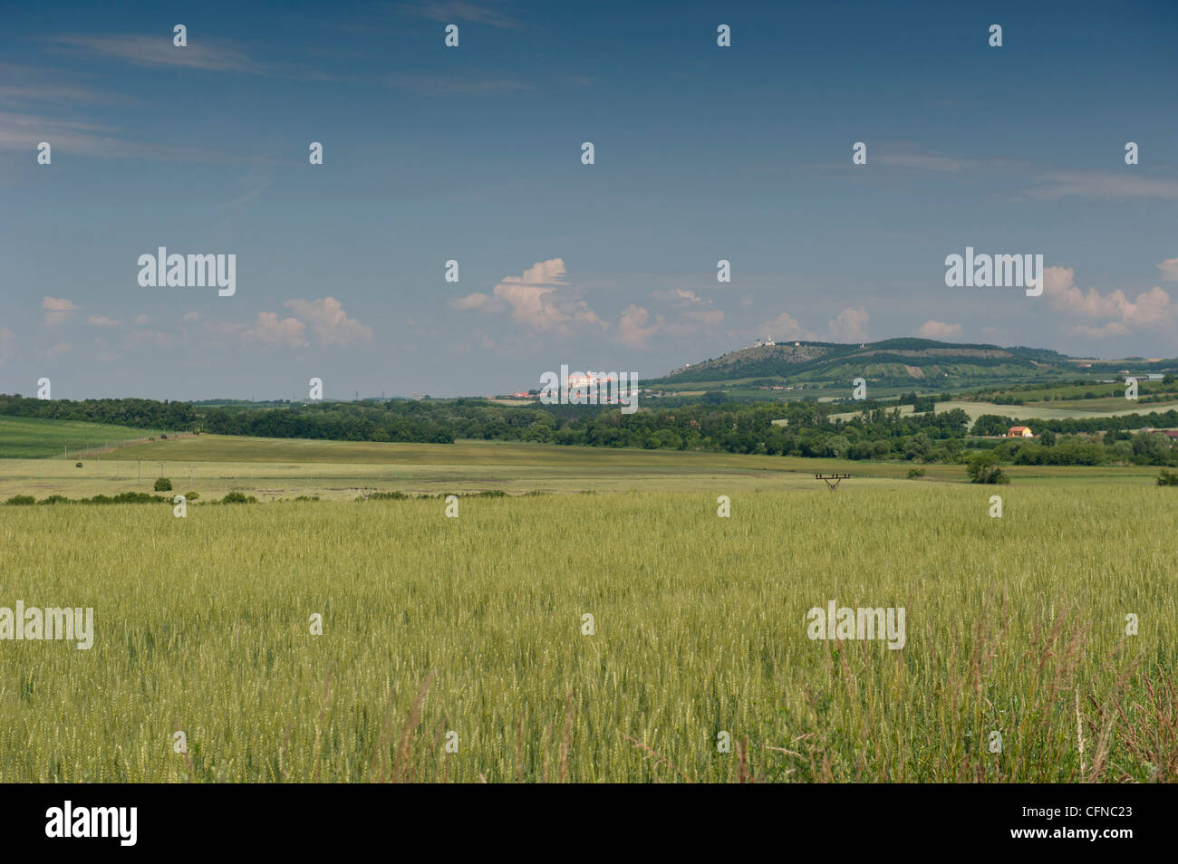 Rolling countryside with wheat fields, Uvaly, Brnensko, Czech Republic, Europe Stock Photo