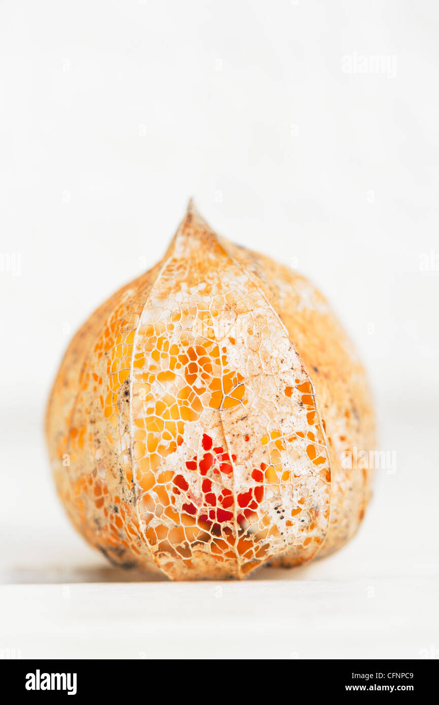 Physalis alkekengi 'Franchetii'. Chinese lantern fruit in decaying papery husk against light background Stock Photo