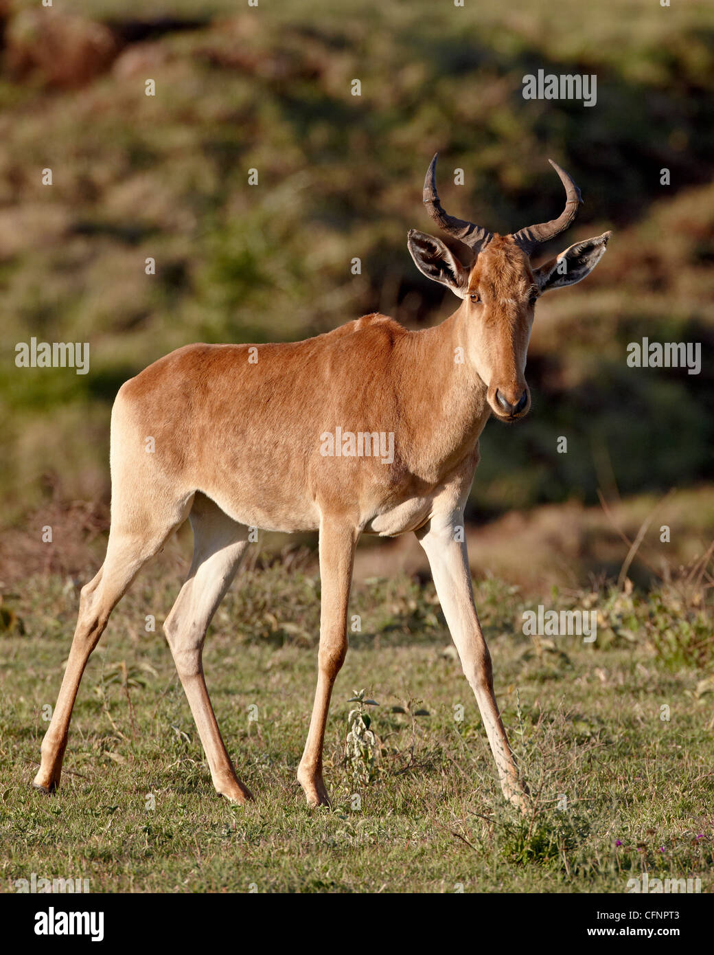 Coke's hartebeest (Alcelaphus buselaphus cokii), Ngorongoro Crater