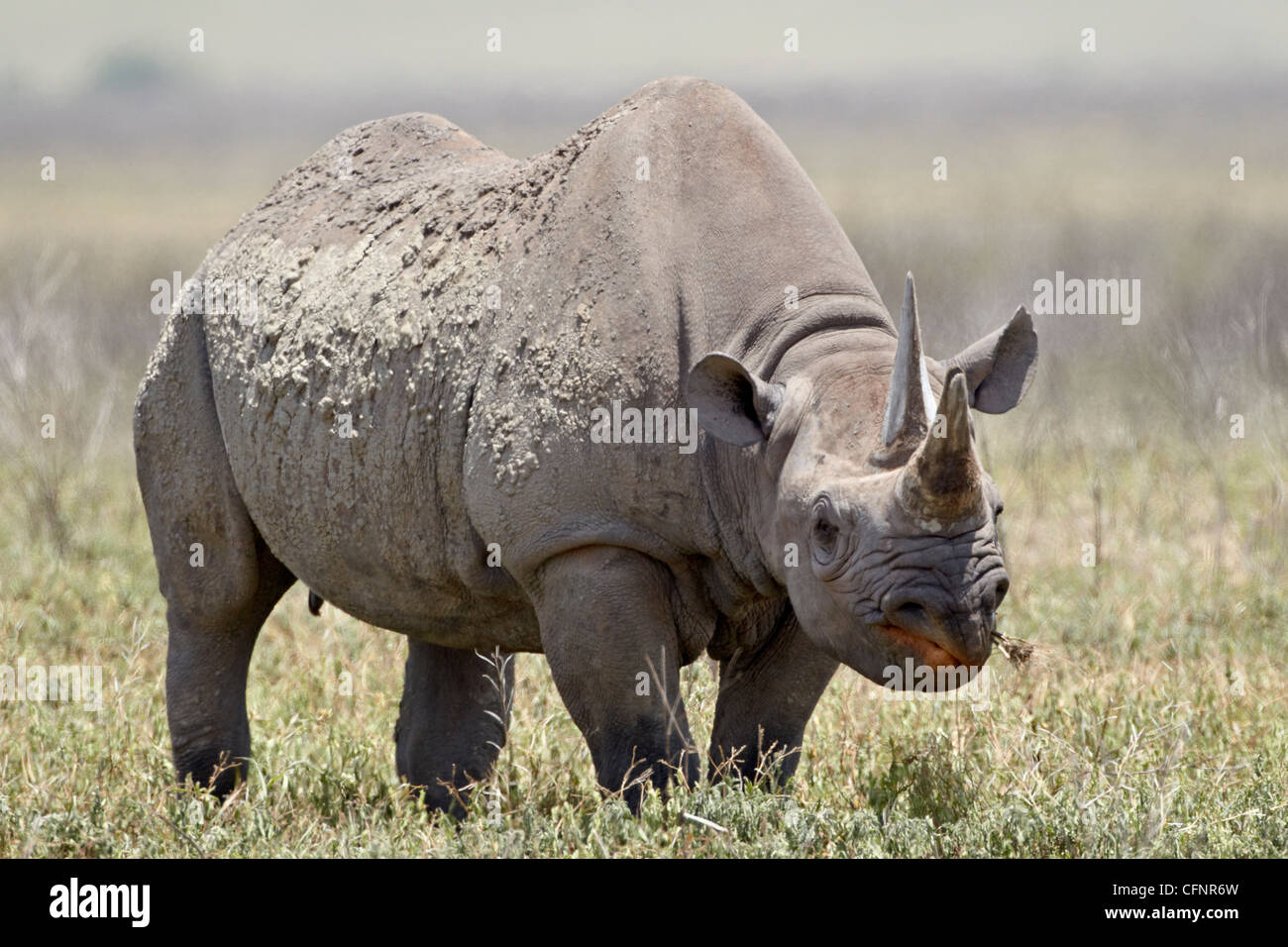 Black rhinoceros (hook-lipped rhinoceros) (Diceros bicornis), Ngorongoro Crater, Tanzania, East Africa, Africa Stock Photo