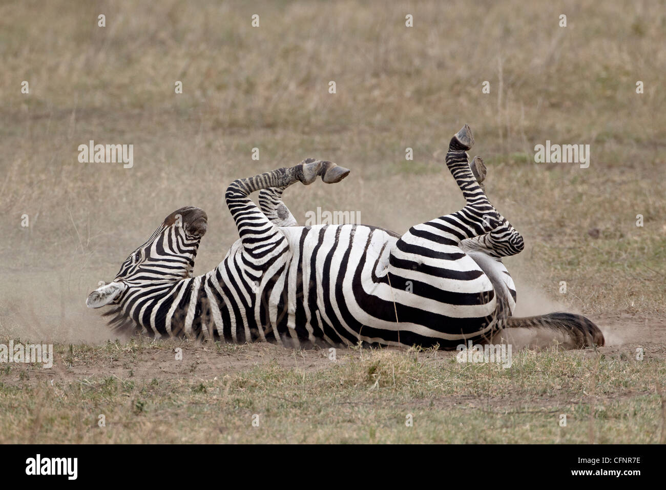Common zebra (Burchell's zebra) (Equus burchelli) dust bathing ...
