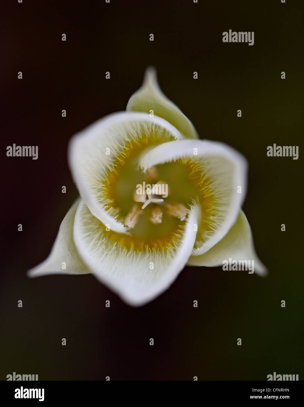 Pointed Mariposa lily (pointedtip Mariposa lily), Montana, United States of America, North America Stock Photo