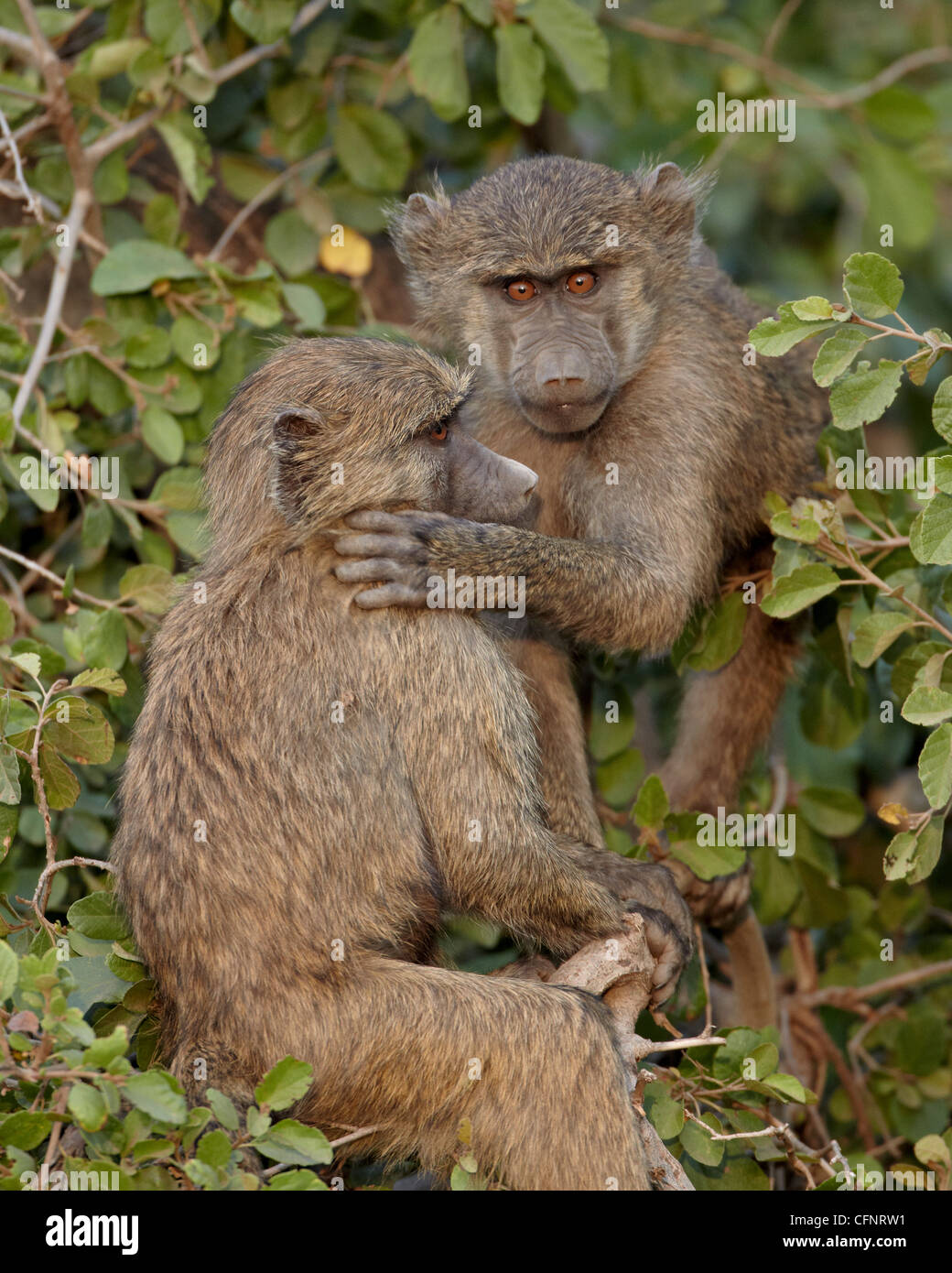 Two young Olive baboons (Papio cynocephalus anubis), Serengeti National Park, Tanzania, East Africa, Africa Stock Photo