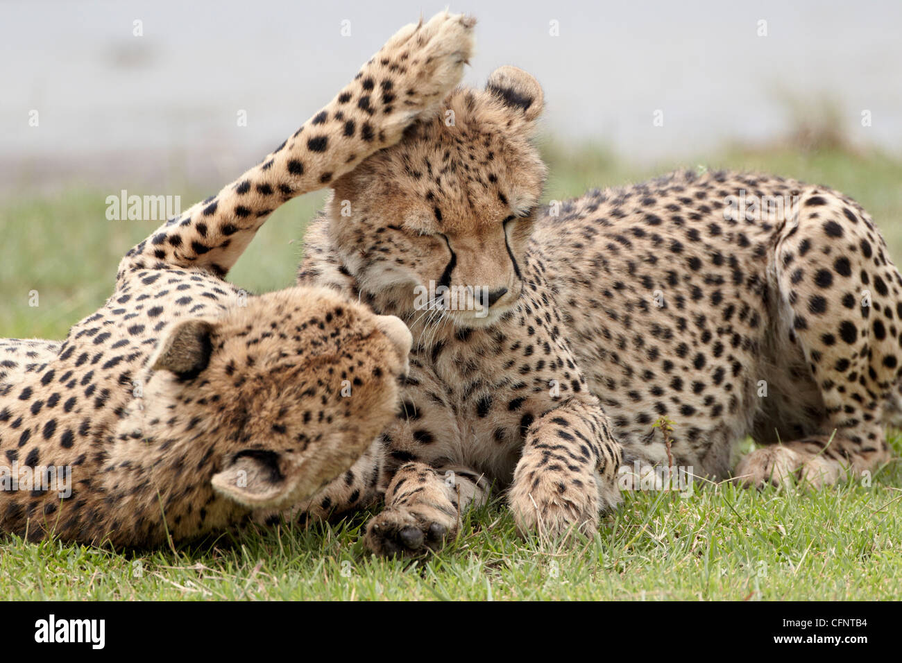 Cheetah (Acinonyx jubatus) mother and an old cub, Serengeti National Park, Tanzania, East Africa, Africa Stock Photo