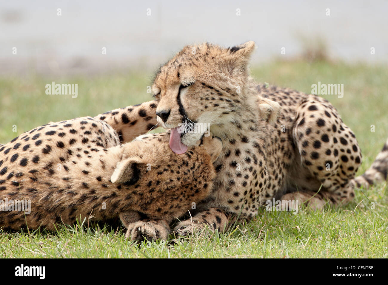 Cheetah (Acinonyx jubatus) mother and an old cub grooming, Serengeti National Park, Tanzania, East Africa, Africa Stock Photo