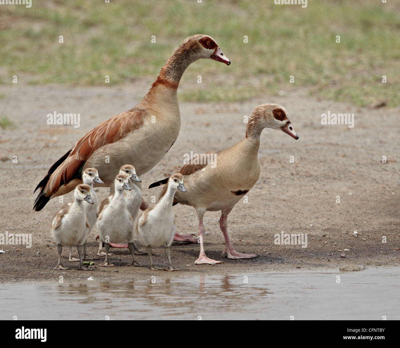 Egyptian goose (Alopochen aegyptiacus) adults and chicks, Serengeti National Park, Tanzania, East Africa, Africa Stock Photo