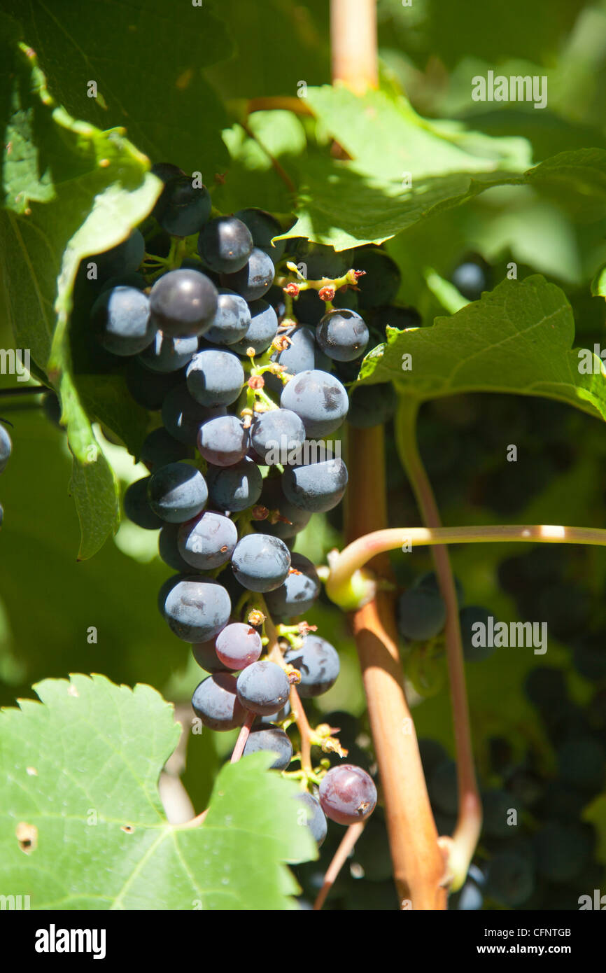 Merlot Red Grape Variety Vines at Tokara Wine Estate in Stellenbosch Cape Town Stock Photo Alamy