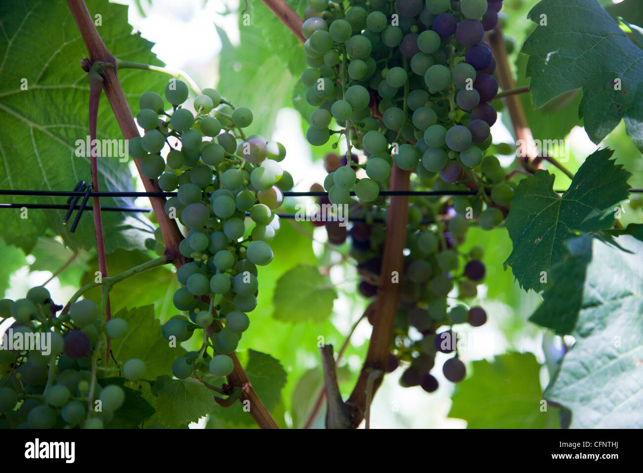 Petit Verdot Red Grape Variety Vines at Tokara Wine Estate in