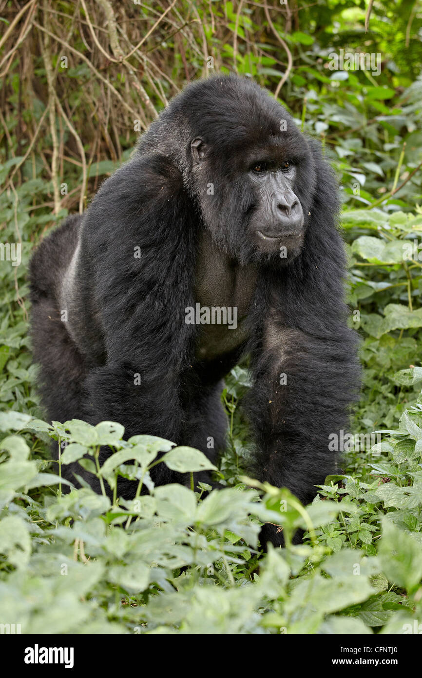Mountain gorilla (Gorilla gorilla beringei), Volcanoes National Park, Rwanda, Africa Stock Photo