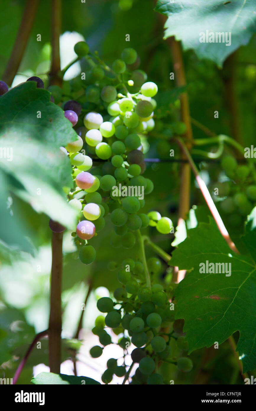 Petit Verdot Red Grape Variety Vines at Tokara Wine Estate in