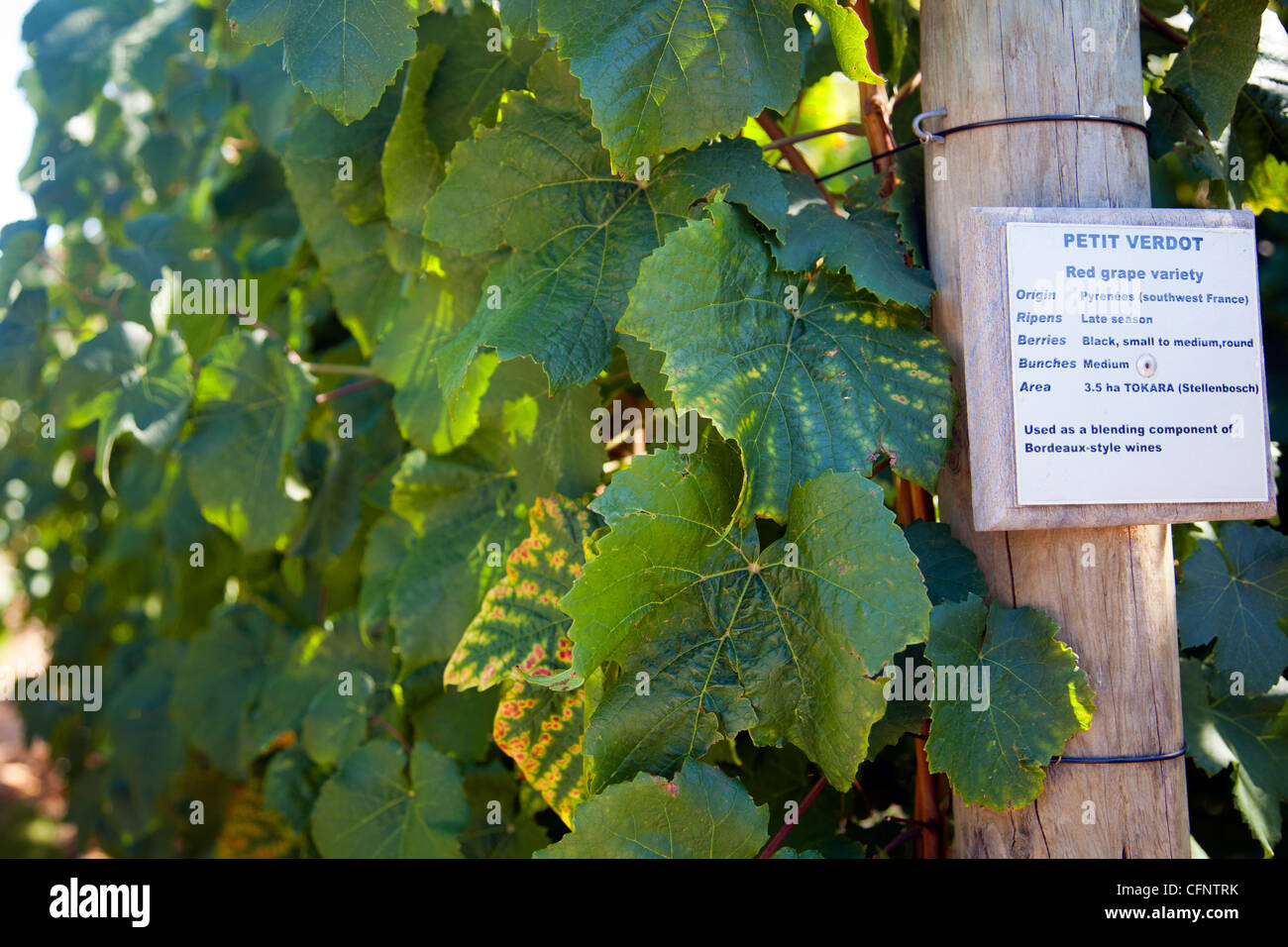 Petit Verdot Red Grape Variety Vines at Tokara Wine Estate in