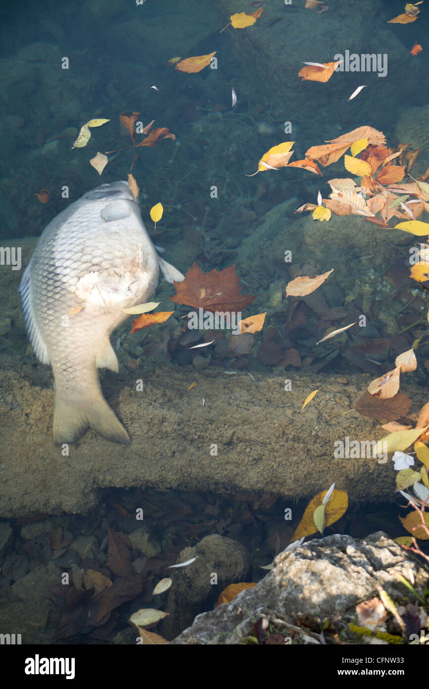 Dead fish floating in Lake Bled Stock Photo Alamy