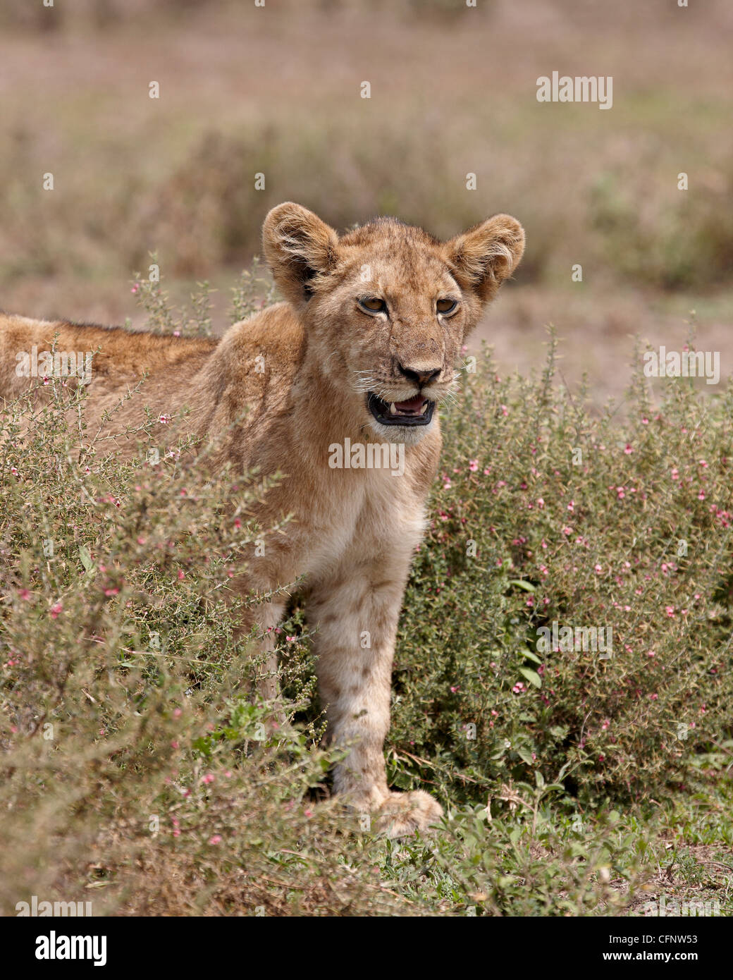 Lion (Panthera leo) cub, Serengeti National Park, Tanzania, East Africa, Africa Stock Photo