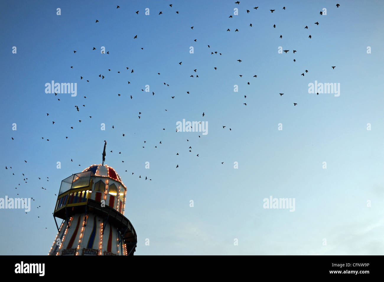 Starling prepare to roost on the helter skelter on Brighton Pier at dusk UK Stock Photo