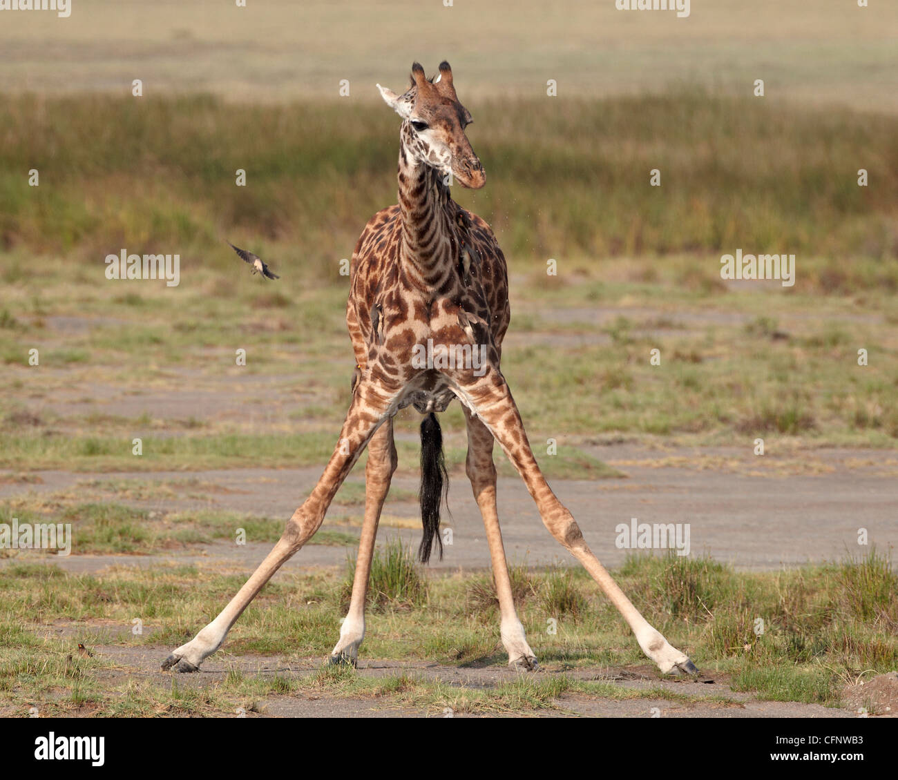 Masai giraffe (Giraffa camelopardalis tippelskirchi) drinking, Serengeti National Park, Tanzania, East Africa, Africa Stock Photo