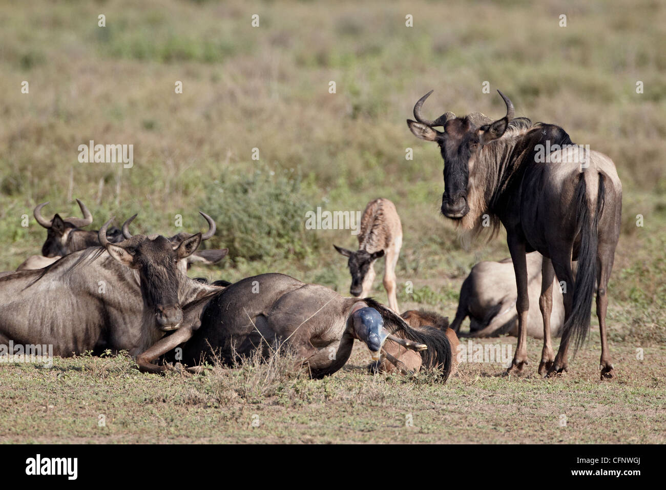 Blue wildebeest (brindled gnu) (Connochaetes taurinus) giving birth, Serengeti National Park, Tanzania, East Africa, Africa Stock Photo