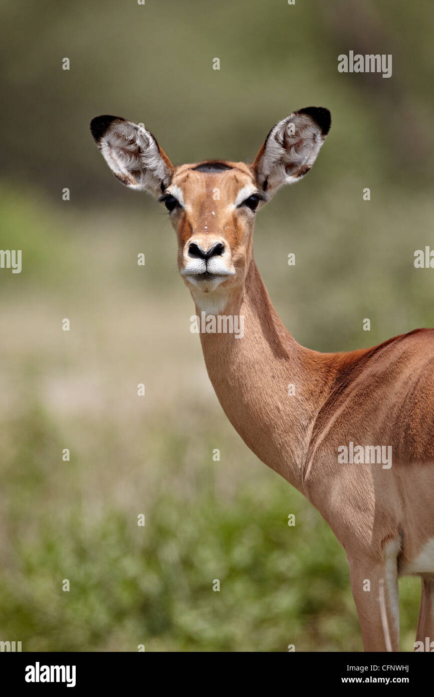 Female impala (Aepyceros melampus), Serengeti National Park, Tanzania, East Africa, Africa Stock Photo