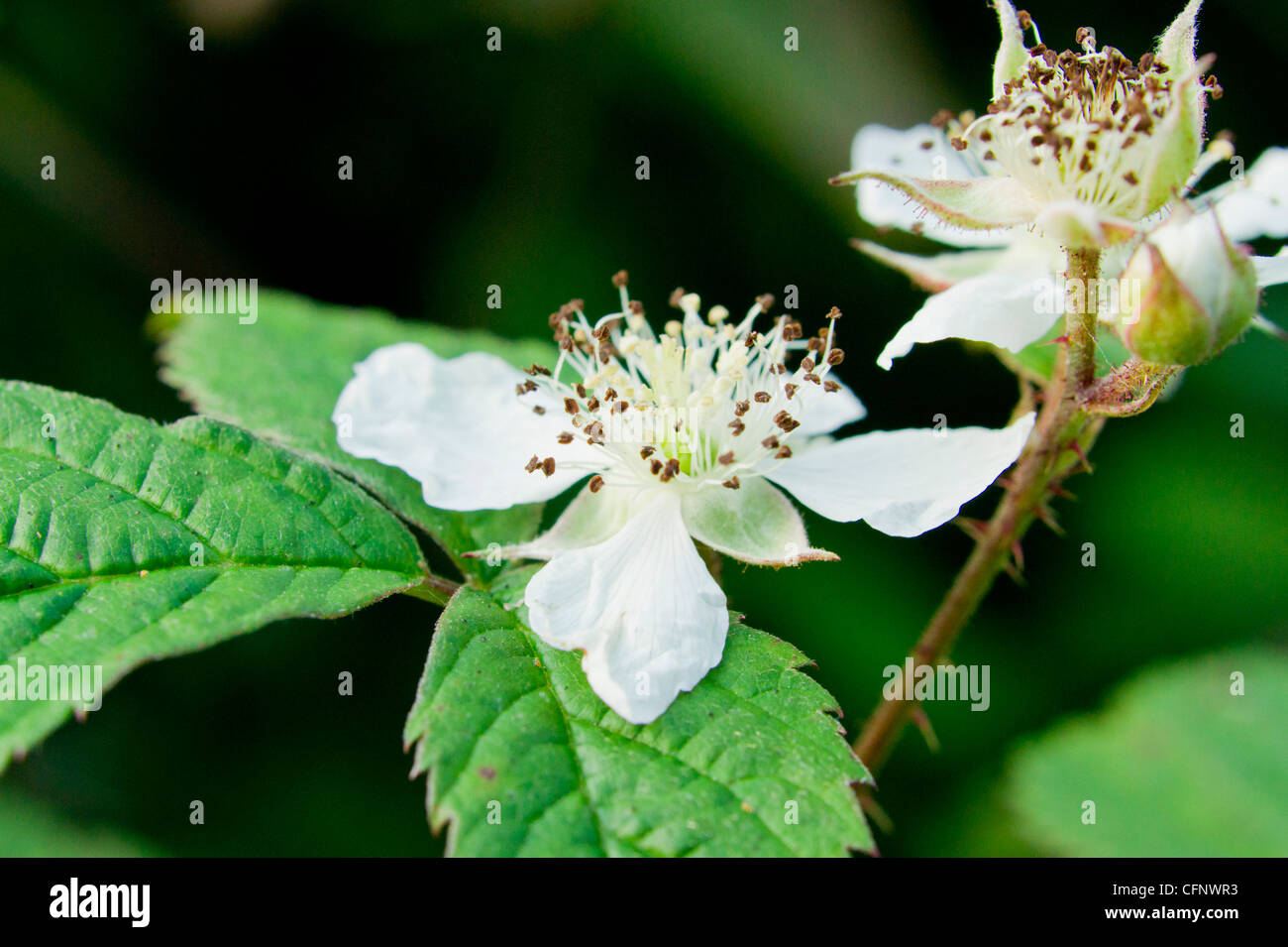 Blackberry Blossoms Stock Photo