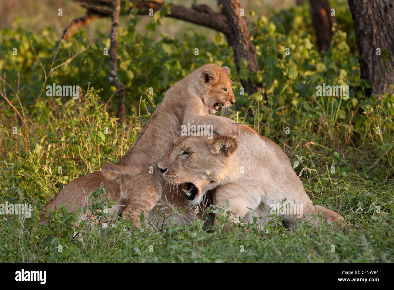 Lion (Panthera leo) cub playing on its mother, Serengeti National Park, Tanzania, East Africa, Africa Stock Photo