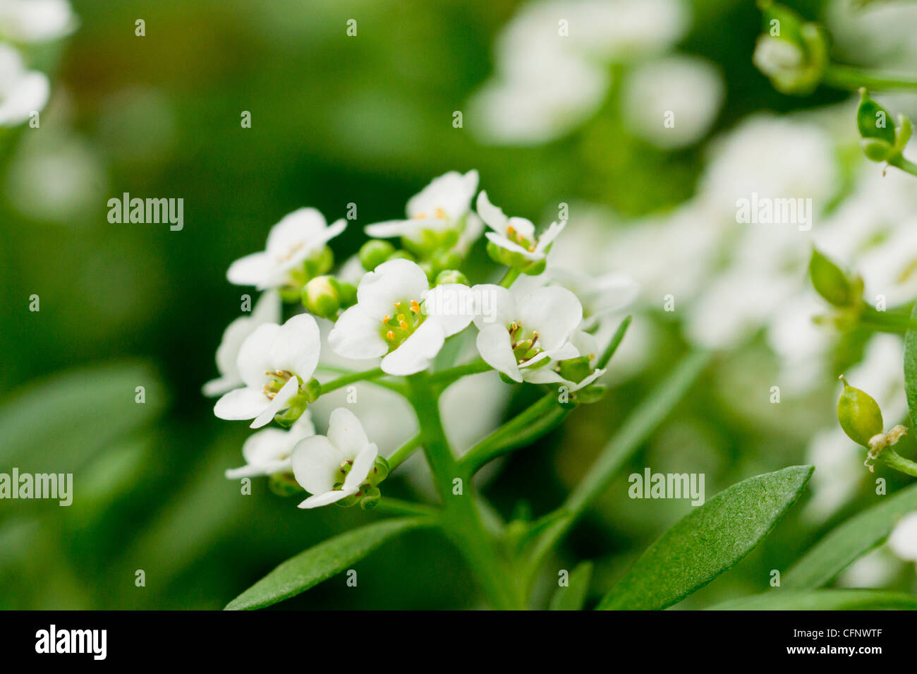 Delicate clusters of tiny white flowers hi-res stock photography and ...