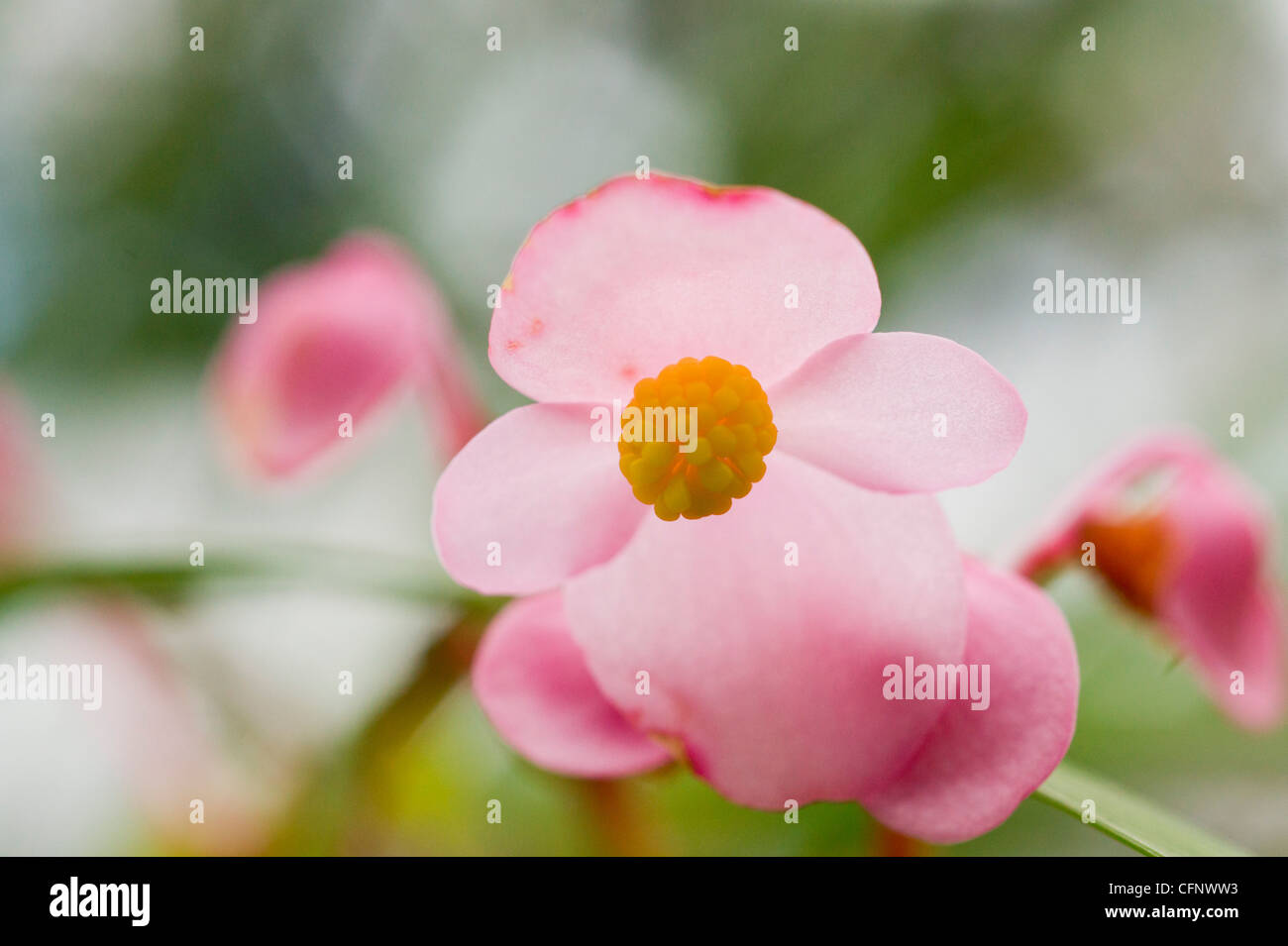 Pink Begonia flower close up Stock Photo