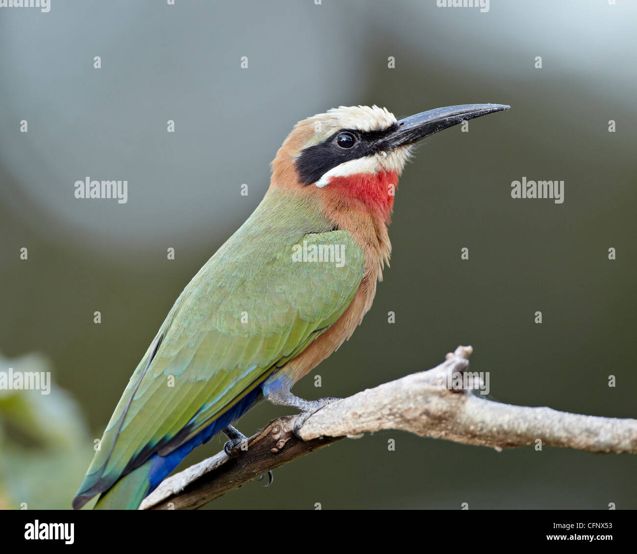 White-fronted bee-eater (Merops bullockoides), Kruger National Park ...