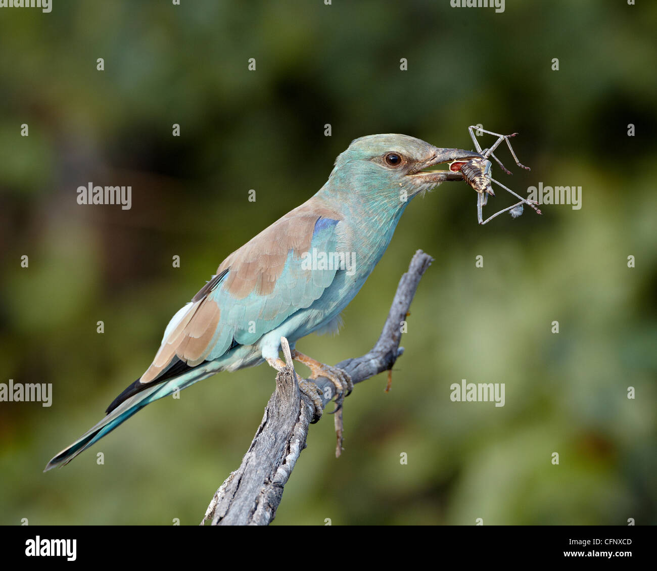European roller (Coracias garrulus) with an insect, Kruger National Park, South Africa, Africa Stock Photo
