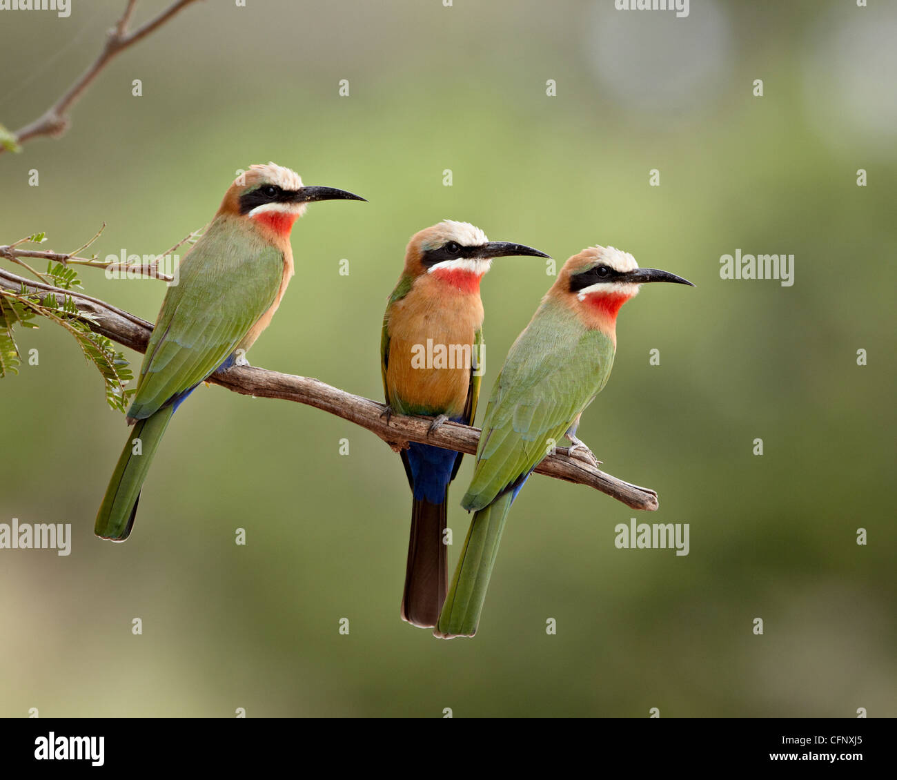 Three white-fronted bee-eaters (Merops bullockoides), Kruger National Park, South Africa, Africa Stock Photo
